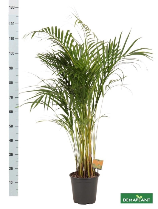 <h4>DYPSIS LUTESCENS</h4>