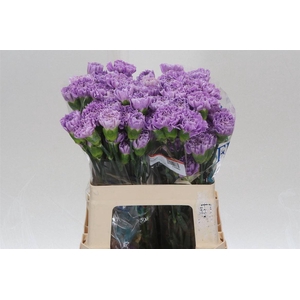 Anjer Kort Fl Moonaqua