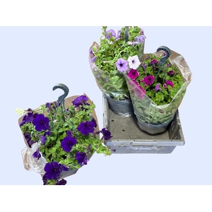 HANGING BASKETS
