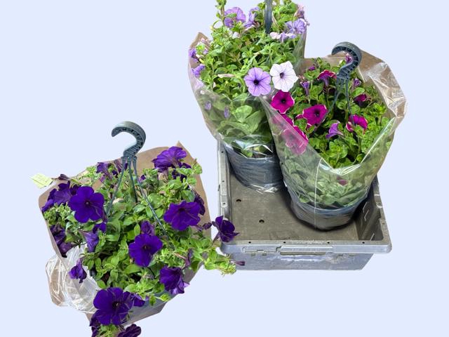 <h4>HANGING BASKETS</h4>