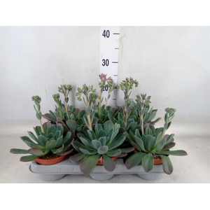 Echeveria  'Blue Prince'