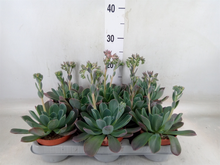 <h4>Echeveria  'Blue Prince'</h4>