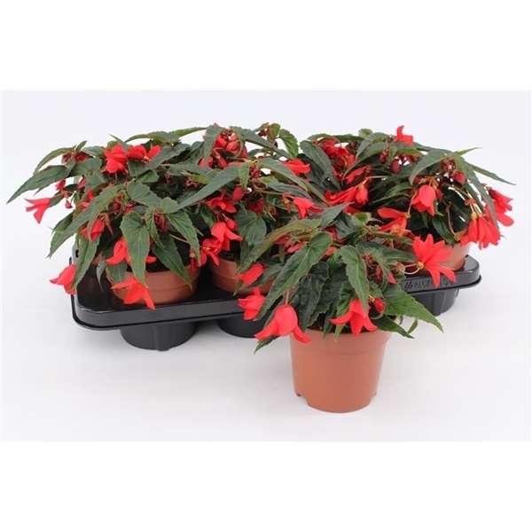 <h4>Begonia Waterfall Red</h4>