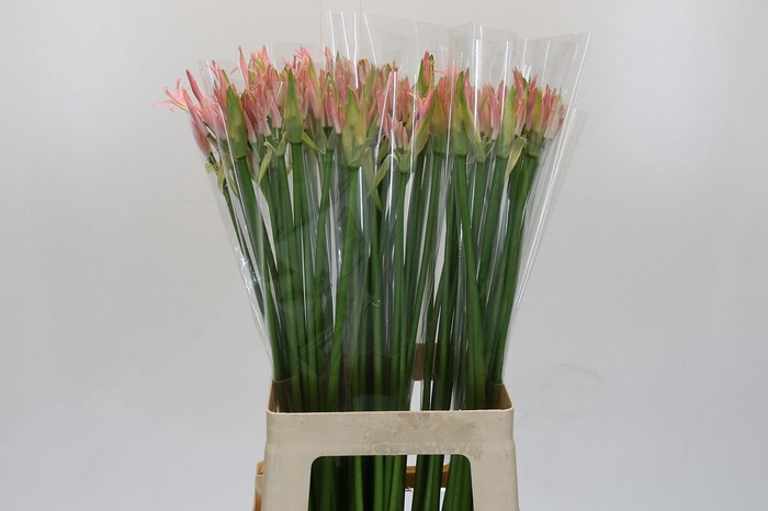 <h4>Nerine Vesta K</h4>