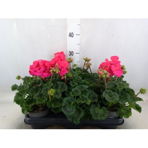 Pelargonium zona.   ...F1