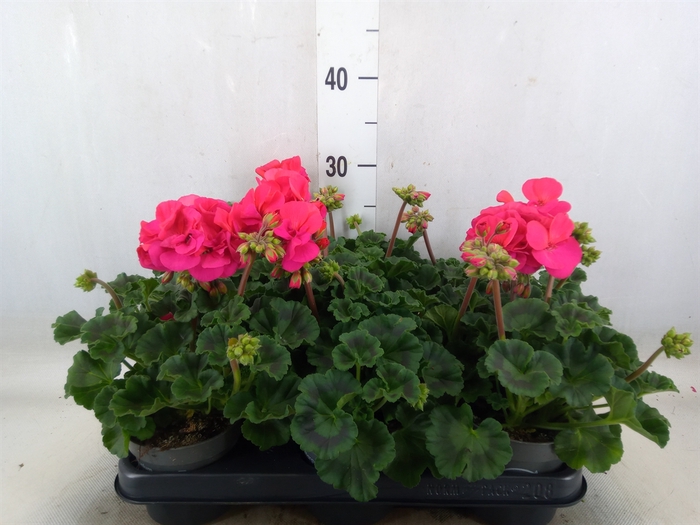 <h4>Pelargonium zona.   ...F1</h4>