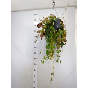 Aeschynanthus marmoratus