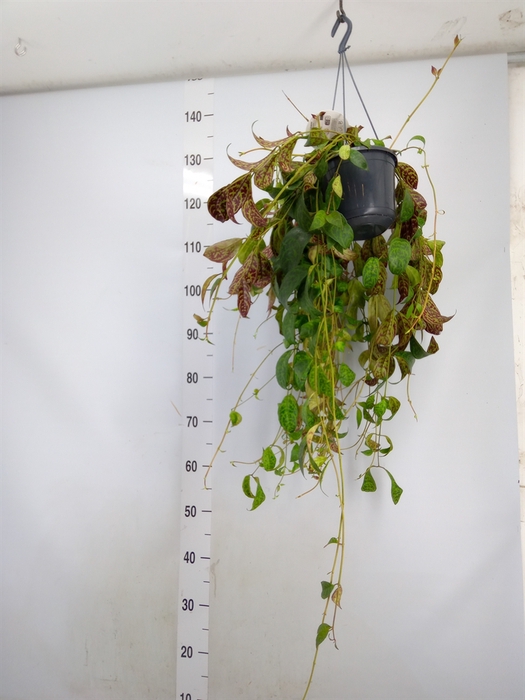 <h4>Aeschynanthus marmoratus</h4>