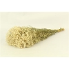 Pres Gyps Bq Bleached Bunch Slv 240gr