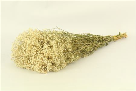 Pres Gyps Bq Bleached Bunch Slv 240gr