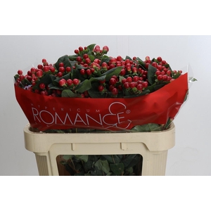 Hypericum True Romance Spray