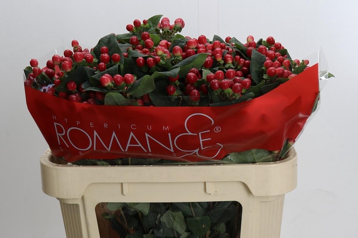 Hypericum True Romance Spray