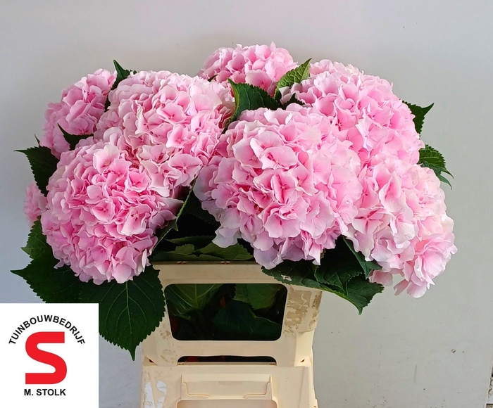 <h4>HYDR M CH VERENA</h4>