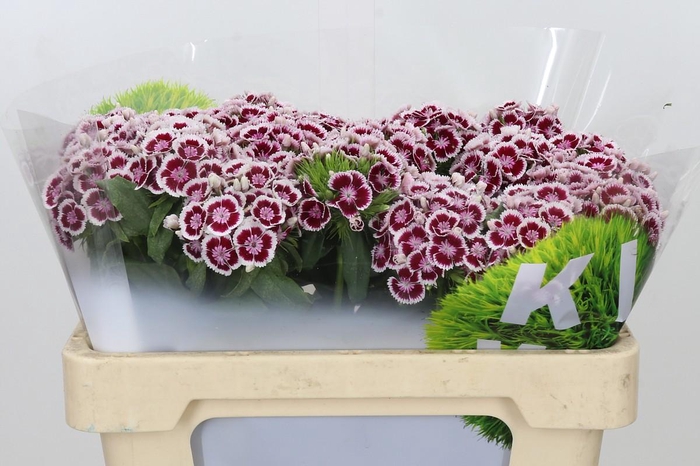 <h4>Dianthus Br Kiwi Maroon XXL</h4>