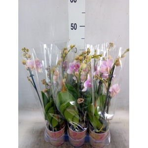 Phalaenopsis  'Ant Rotterdam'