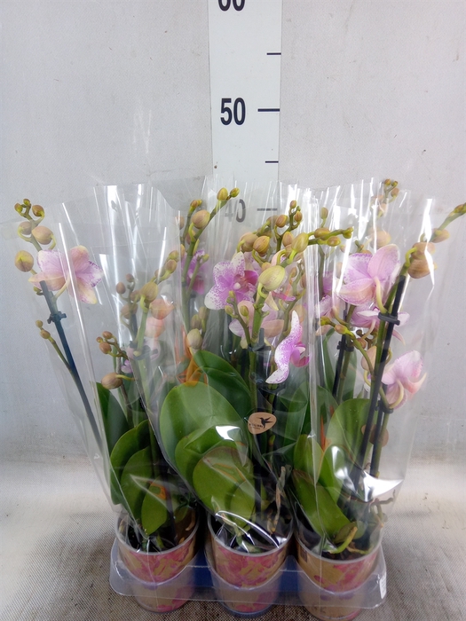 <h4>Phalaenopsis  'Ant Rotterdam'</h4>