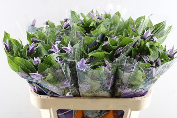 <h4>Clematis Star River</h4>
