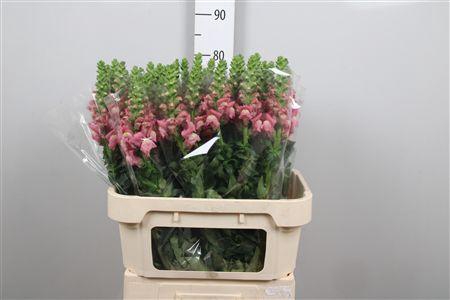 <h4>Antir Avignon C Rose</h4>