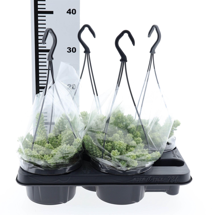 <h4>Sedum burrito</h4>