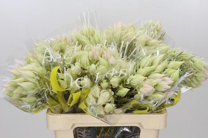<h4>Blushing Bride 6/9 Flowers</h4>