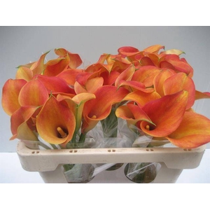Zantedeschia captain brunello