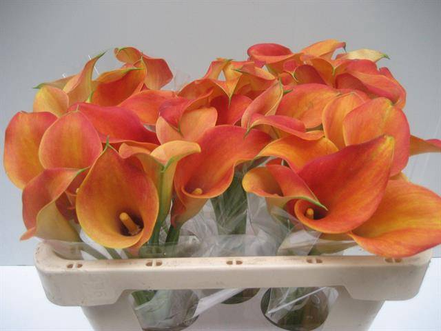 <h4>Zantedeschia captain brunello</h4>