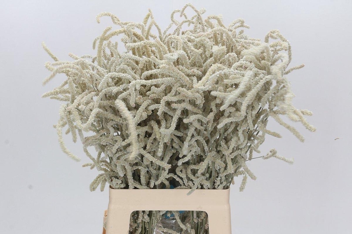 <h4>Amaranthus Yearming Desert</h4>