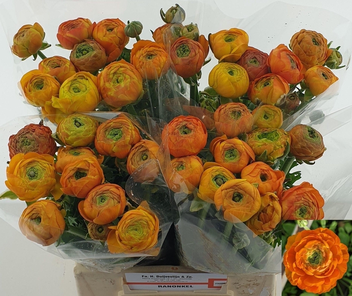 <h4>RAN AAZUR ORANGE</h4>