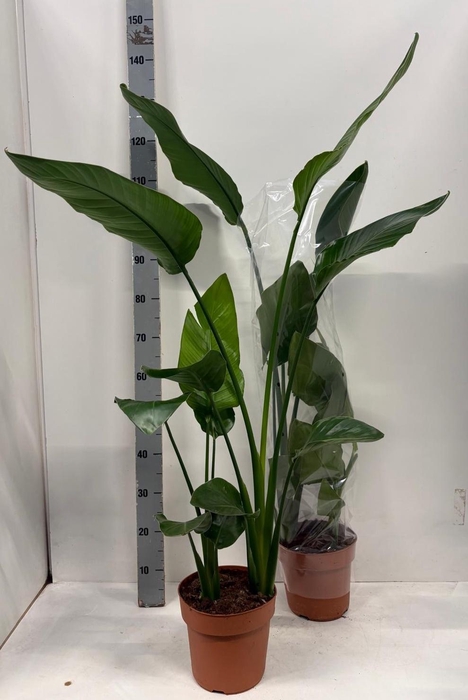 <h4>STRELITZIA NICOLAI</h4>