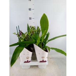 Zygopetalum  'Louisendorf'