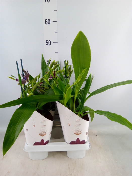 <h4>Zygopetalum  'Louisendorf'</h4>