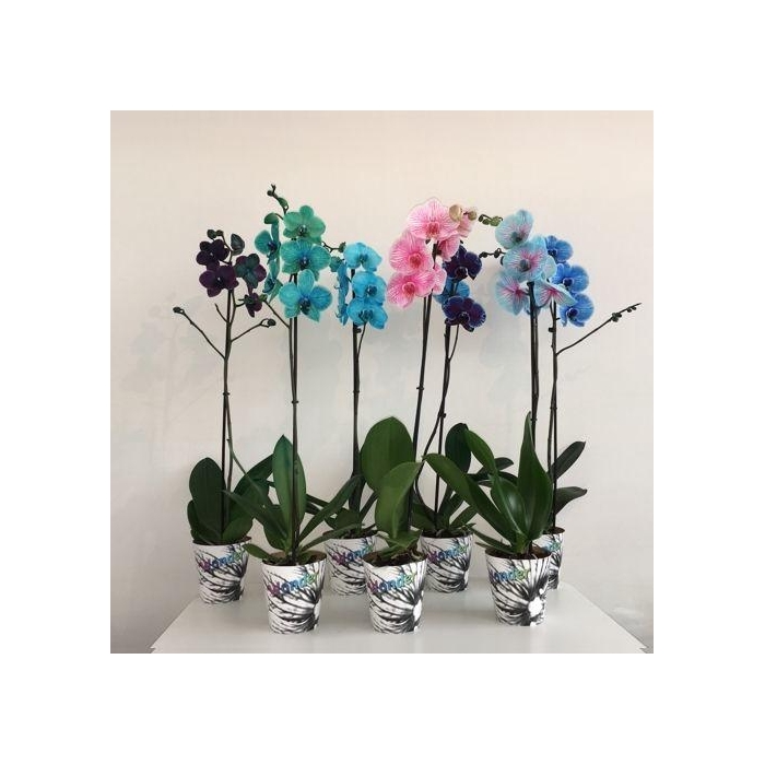 <h4>Magic / Wonder Mix 1 tak</h4>