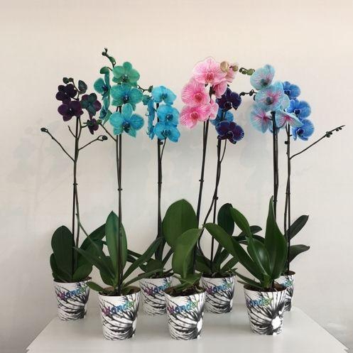 <h4>Magic / Wonder Mix 1 tak</h4>