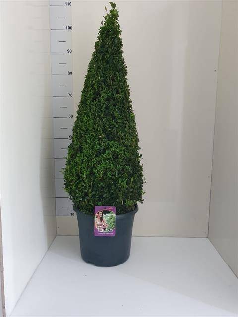 <h4>Buxus sempervirens</h4>