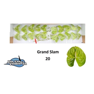 Anthurium grand slam