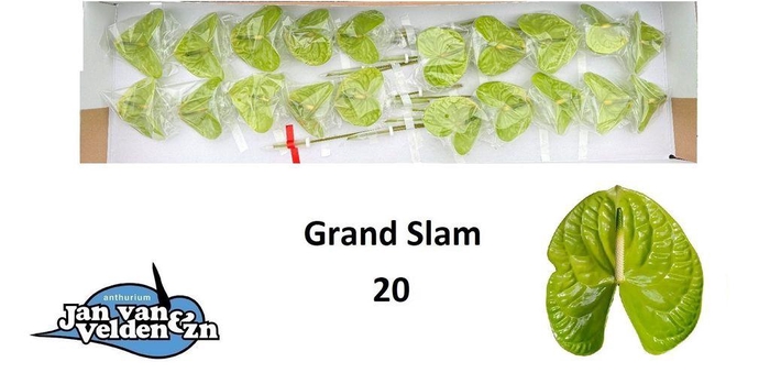 <h4>Anthurium grand slam</h4>