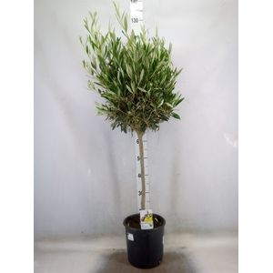 Olea europaea