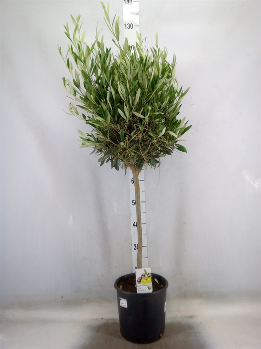 <h4>Olea europaea</h4>