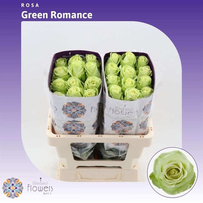 <h4>R GR GREEN ROMANCE</h4>