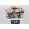 Ozothamnus Cooks Pink