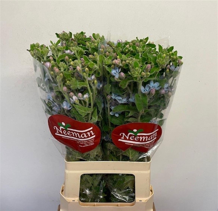 Oxypetal Tan Pur Blu