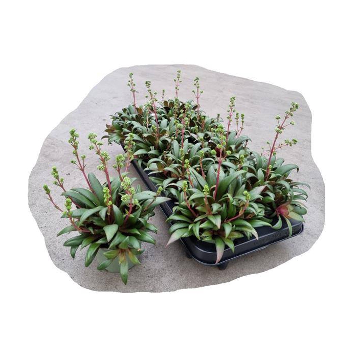 <h4>Crassula rosularis 10,5Ø 18cm</h4>