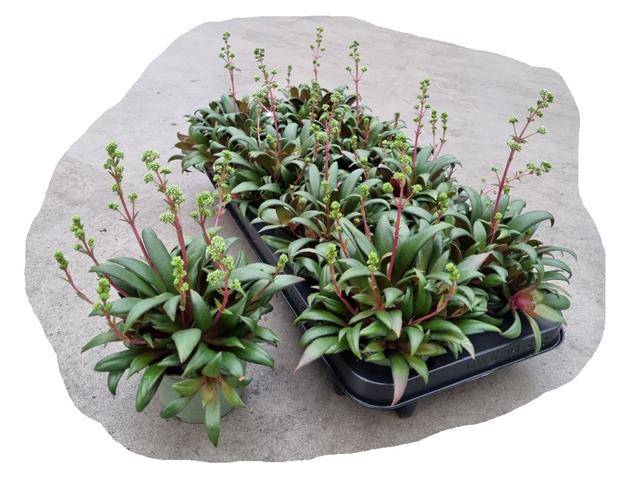 Crassula rosularis 10,5Ø 18cm