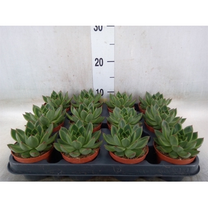 Echeveria   ...