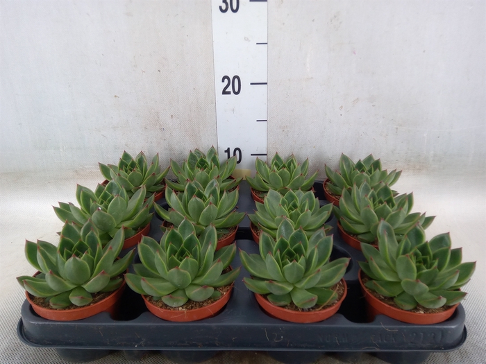 <h4>Echeveria   ...</h4>