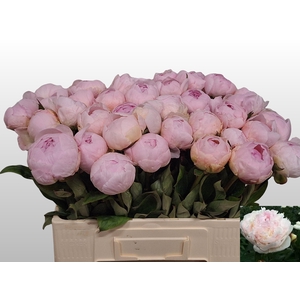 PAEO L FLOR NICHOLLS