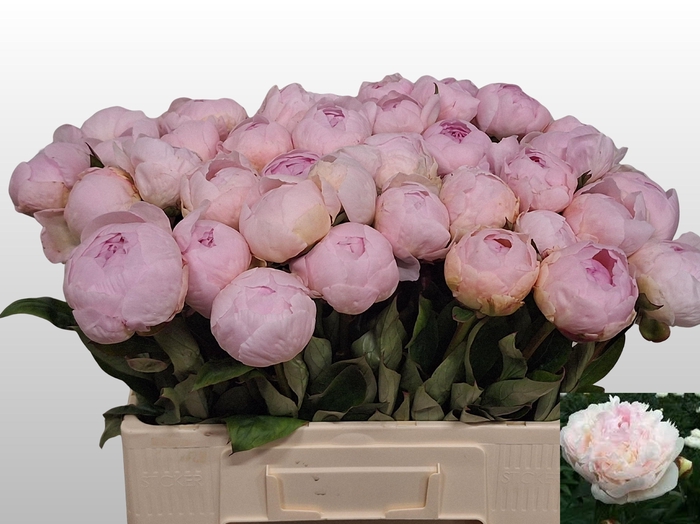 <h4>PAEO L FLOR NICHOLLS</h4>