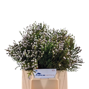 Kaaps Brunia Nodiflora Spray