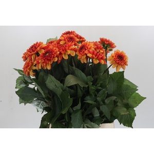 Dahlia American Sunset