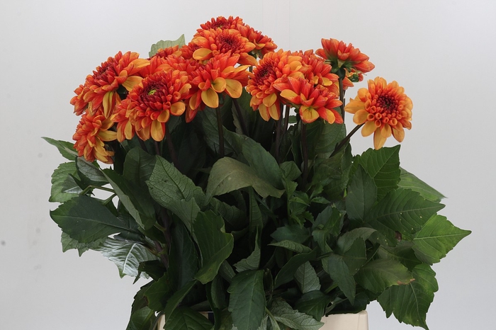 Dahlia American Sunset